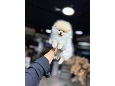 Show kalite pomeranian yavrular