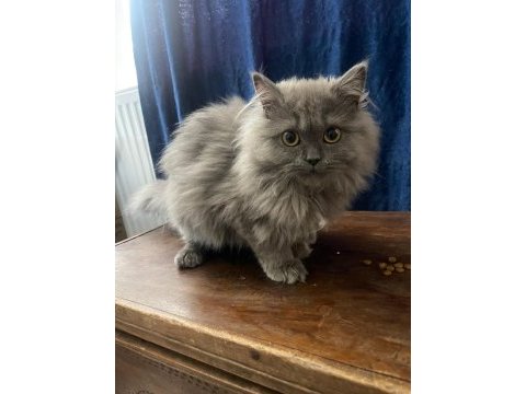 British longhair yavrumuza yuva arıyoruz