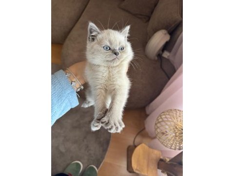 British shorthair blue point safkan bebekler