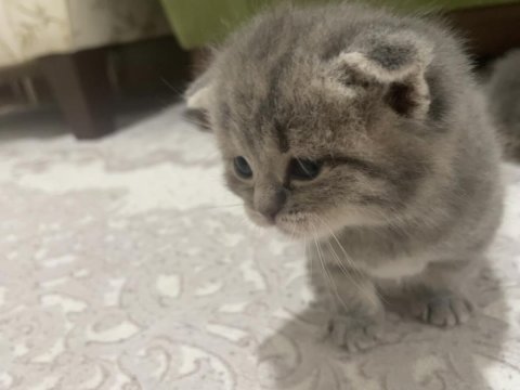 Sevimli yavrular scottish fold