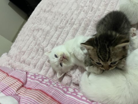 Yeni doğmuş küçük yavru kediler
