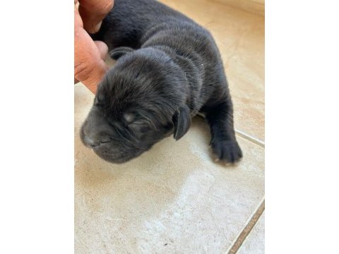 Cane corso yavrularımız