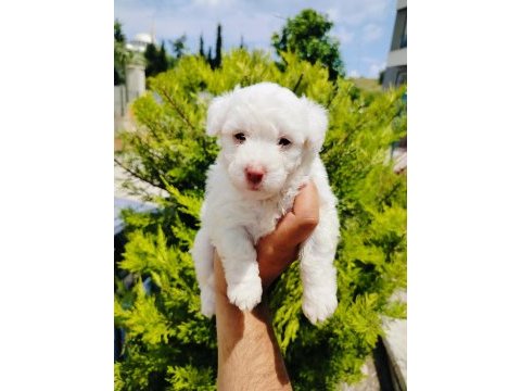 Terrier yavrular