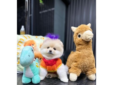 Pomeranian boo 60 günlük köpekler