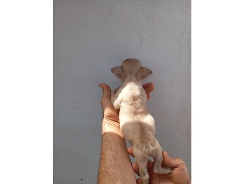 Meraklısına french bulldog