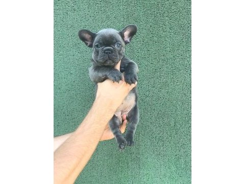 Top kalite blue french bulldog