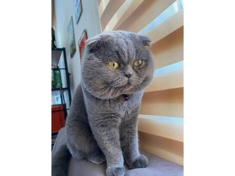 Safkan ayı surat babadan scottish fold