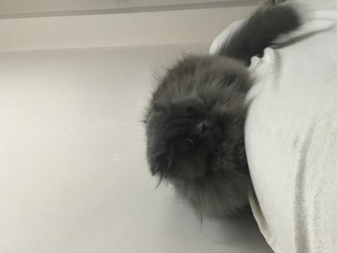 Scottish fold longhair sahiplendirme ilanı