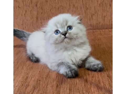 Scottish fold longhair lynx point kızım