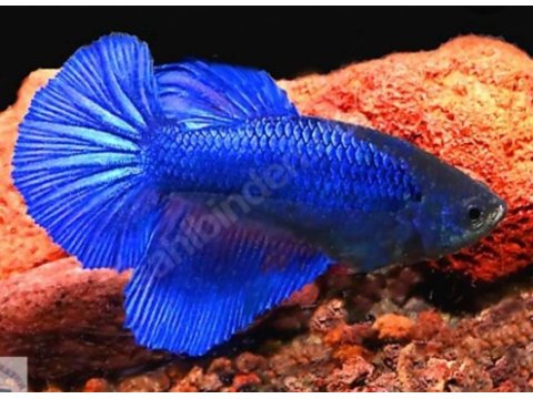 Dişi erkek taç kuyruk ve halfmoon betta