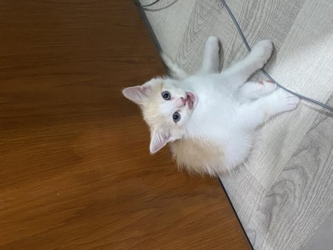 British shorthair oğlum