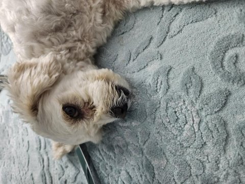 2 yaşında ücretsiz sahiplendirme maltipoo
