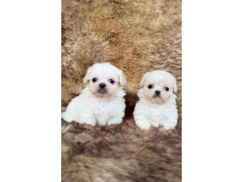 Maltese terrier sevimli yavrularımız
