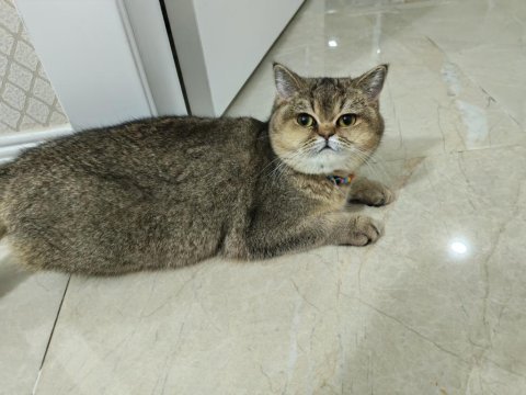 Sağlık sorunlarından dolayı kedimiz sahiplendiriliyor