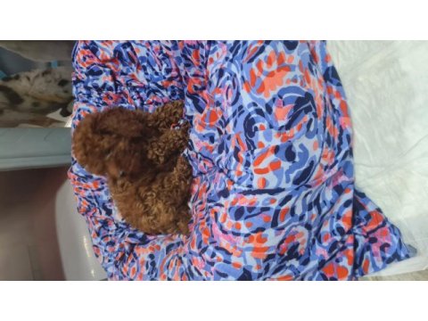 Toy poodle erkek