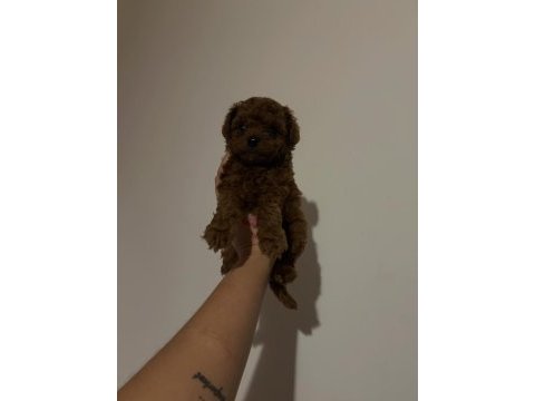 Kore toy poodle yavrular