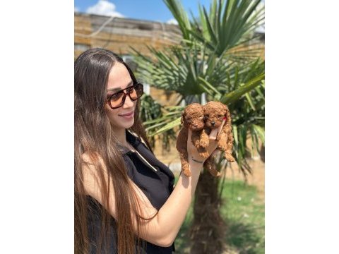 Toy poodle yavruları