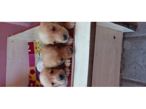 Ücretsiz yavru köpekler