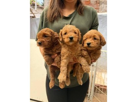 Maltipoo bebek köpekler