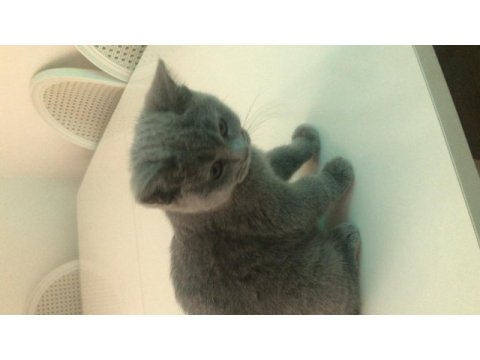 Yavru sevimli british shorthair
