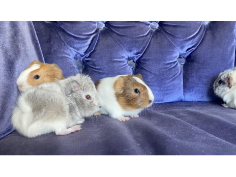 Sevimli ginepig yavrularımız