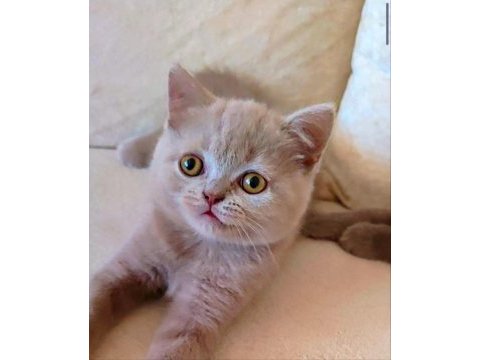 Şekerilinkoo dişi lilac renk kedimiz