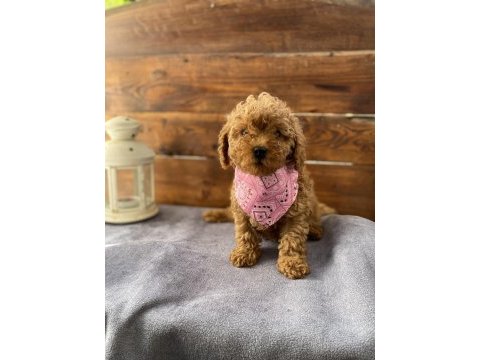 Uygun toy poodle bebekler