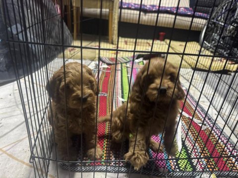 A kalite dişi erkek toy poodle aşıları tam