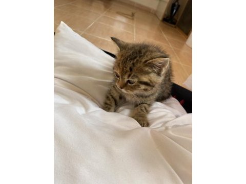 Adana içi acil sahiplendirme british shorthair melezi