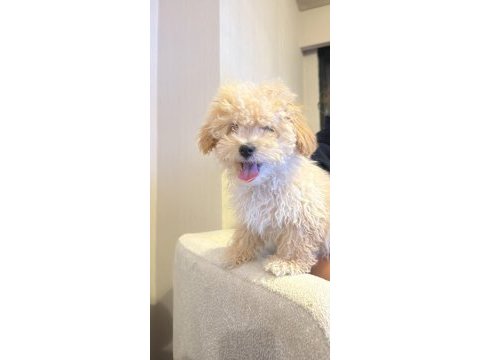 Oyuncak gibi sevimli maltipoo bebeğim