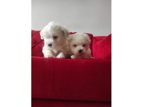 Maltese terrier sıfır numara son 2 yavrum