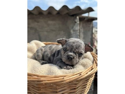 French bulldog yavru bebek