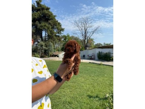 Kore toy poodle bebeklerimiz