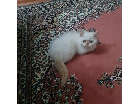 Dişi yavru exotic shorthair