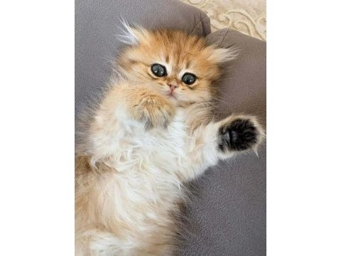 British longhair dişi