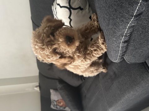 Toy poodle 3 aylık