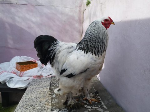 Brahma horoz