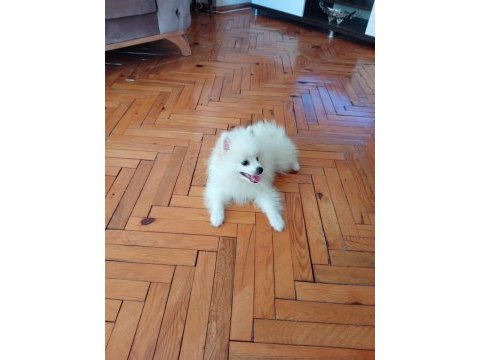 Pomeranian boo 1. sınıf