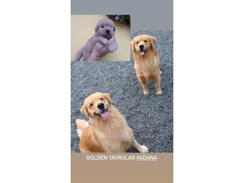 Golden retriever yavrular baby face