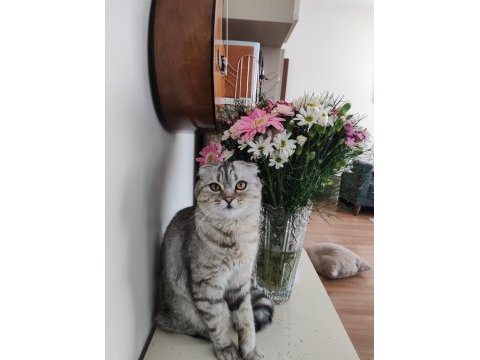 8 aylık oyuncu cana yakın scottish fold