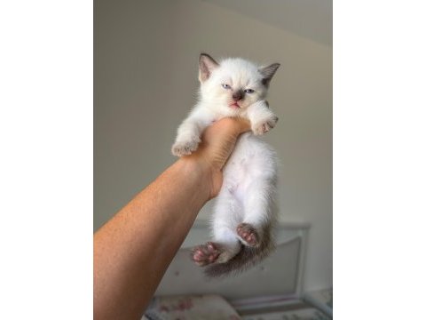 British shorthair yavruları