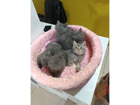 Biblo gibi british shorthair kediler