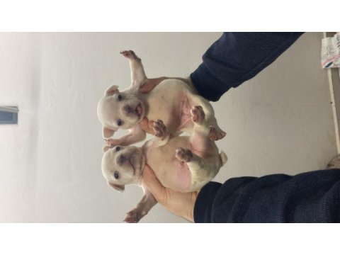 Dişi blue fluffy french bulldog