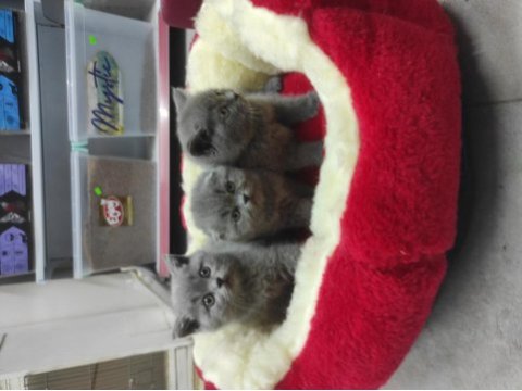 Kaliteli scottish fold yavrular