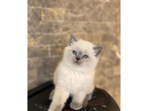 Brıtısh shorthair blue point yavrularım 