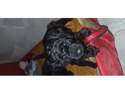 Orta boy poodle