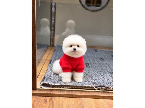 Sağlık ve ırk garantili pomeranian