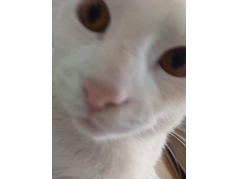 Dost canlısı kedimiz