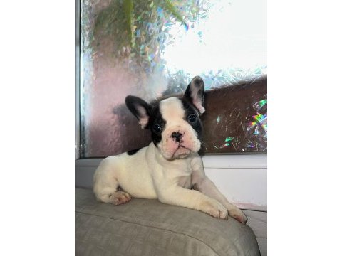 Safkan french bulldog güzellik