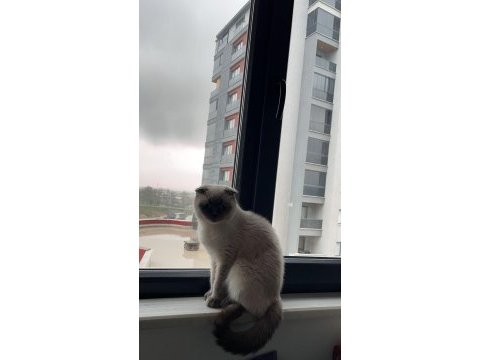Ücretsiz scottish fold kedimiz ailesini bekliyor